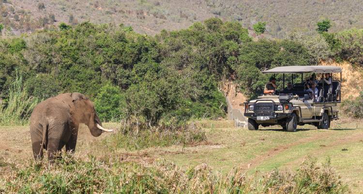Un grand éléphant s'approche d'un véhicule de safari rempli de spectateurs à côté d'un terrain broussailleux.