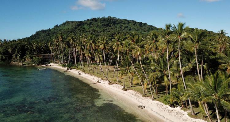 Luftaufnahme eines tropischen Strandes, gesäumt von hohen Palmen und einem bewaldeten Hügel