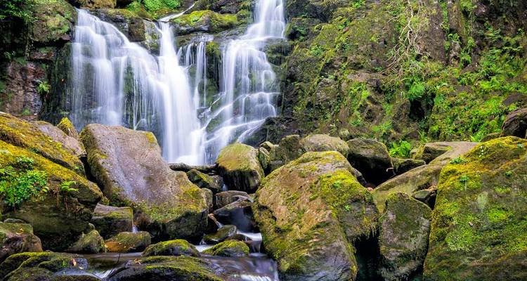 Cascade de forêt luxuriante s'écoulant sur des rochers couverts de mousse.