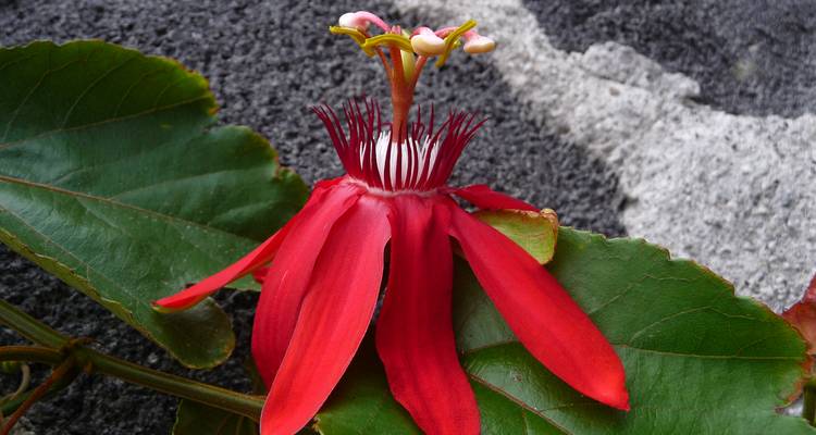 Close-up of a bright red passionflower against dark volcanic rock