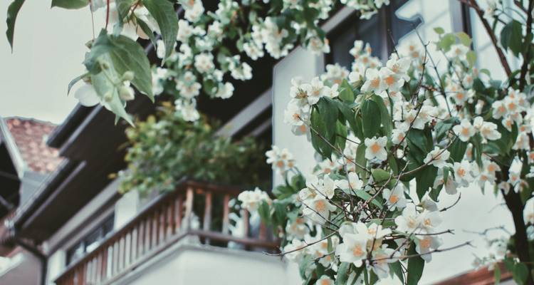 Zarte weiße Blüten auf einem Baumast vor einem hölzernen Balkon eines traditionellen Hauses.