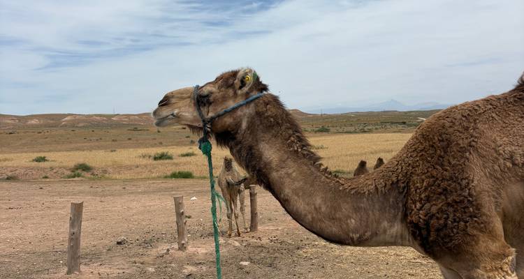Perfil lateral de un camello ensillado parado en un pastizal seco bajo el cielo abierto