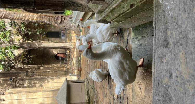 Groupe d'oies blanches se tenant dans la cour du cloître de la Cathédrale de Barcelone