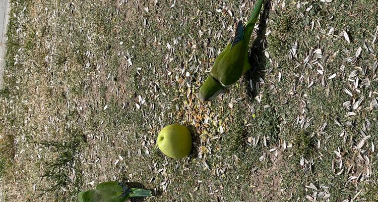Deux perroquets verts picorant des grains autour d'une pomme sur de l'herbe sèche
