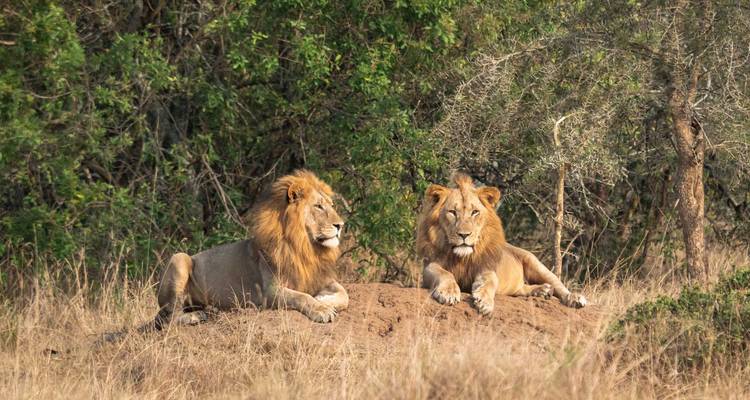 Deux majestueux lions mâles se reposent sur une termitière dans l'herbe sèche avec un buisson dense derrière.
