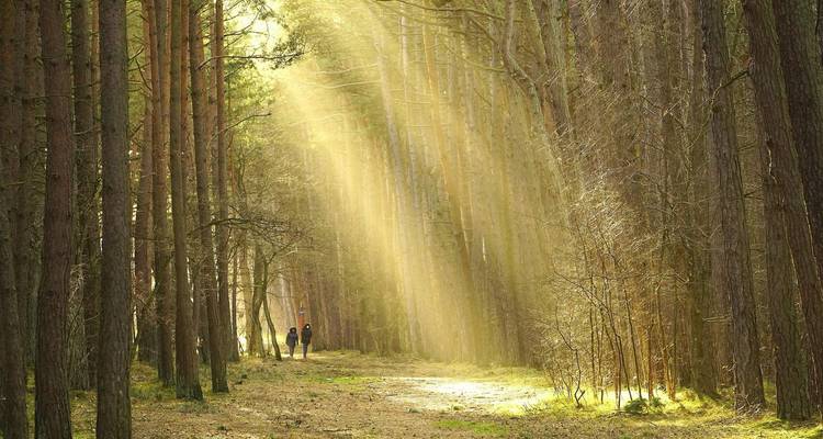 Rayos de sol atravesando un bosque de pinos altos hacia un sendero con dos excursionistas