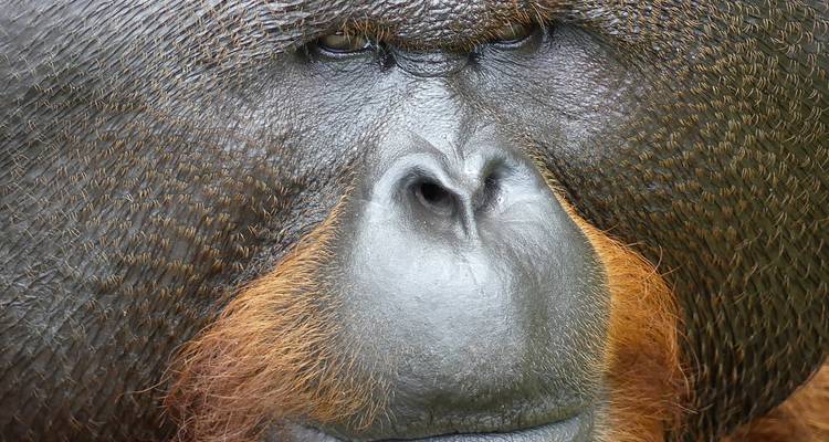 Gros plan extrême du visage d'un orang-outan mâle mettant en évidence la peau coriace et la barbe orange