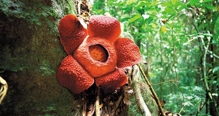 Fleur Rafflesia rouge vif dans un cadre de forêt tropicale dense et verdoyante