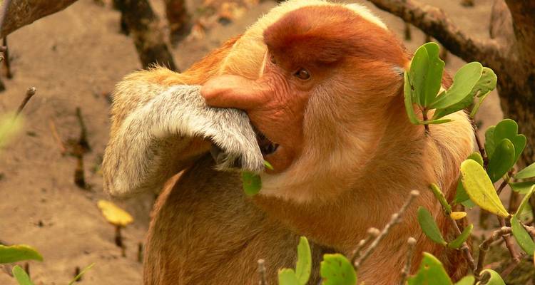 Singe nasique mâchonnant des feuilles parmi le feuillage des palétuviers