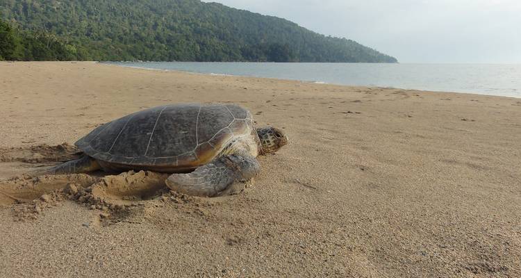 La tortue marine se repose sur une plage de sable avec un promontoire boisé visible au loin