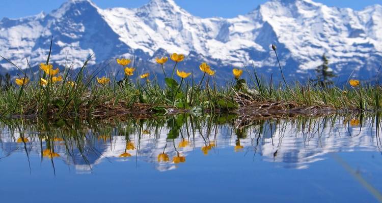 Reflet des pics alpins enneigés et des fleurs sauvages jaunes dans un étang immobile