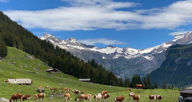 Prairie alpine pastorale avec un troupeau de vaches brunes et blanches, chalets, forêt dense et pics enneigés