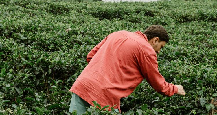 Man in een rood shirt die thee bladeren plukt in een dichte groene plantage.