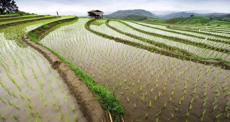 Freshly flooded terraced rice paddies curve across a misty hillside with a lone hut.