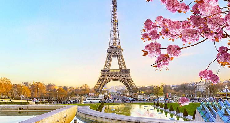Eiffeltoren die achter bloeiende roze kersenbloesems uittorent op een heldere lenteochtend.