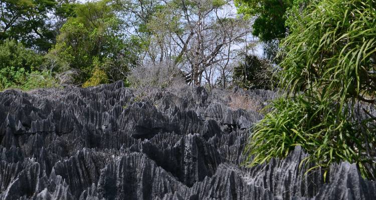 Les formations de tsingy en calcaire gris déchiqueté s'élevant comme des forêts de pierre parmi les arbres verts