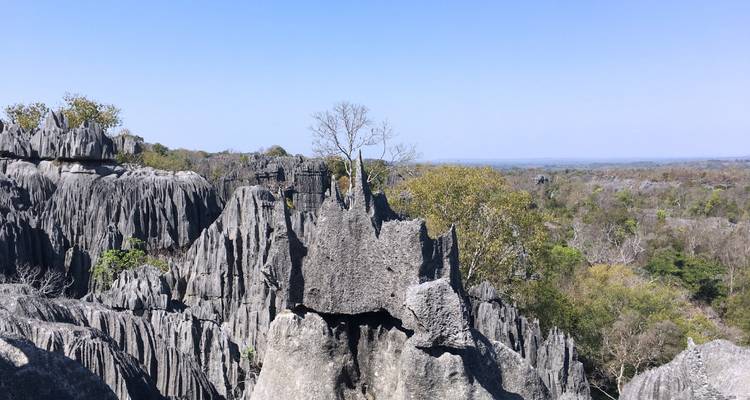 Vue panoramique des pics acérés de tsingy s'étendant jusqu'à l'horizon sous un ciel dégagé