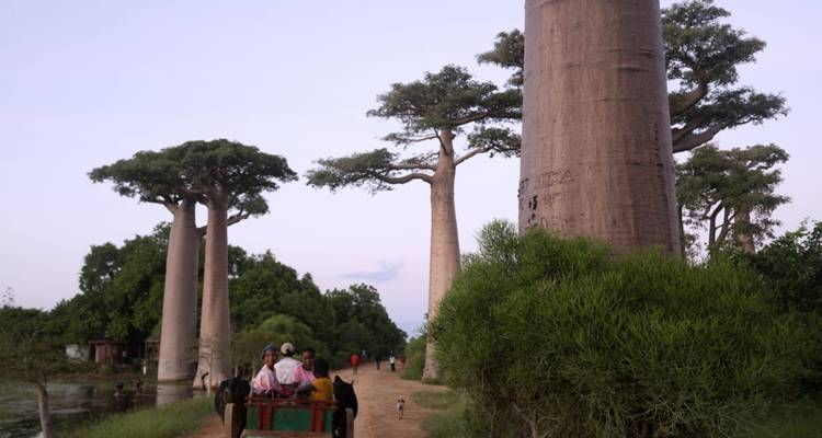 Chariot à boeufs transportant des visiteurs le long d'un sentier de terre bordé de troncs massifs de baobabs