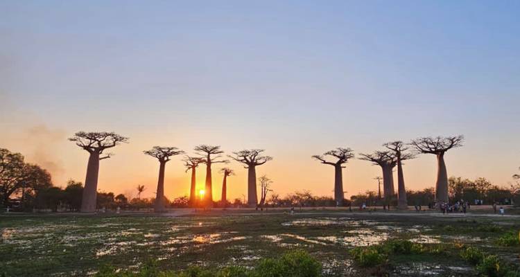 Coucher de soleil doré silhouettant l'emblématique rangée de baobabs reflétée dans les bassins des zones humides