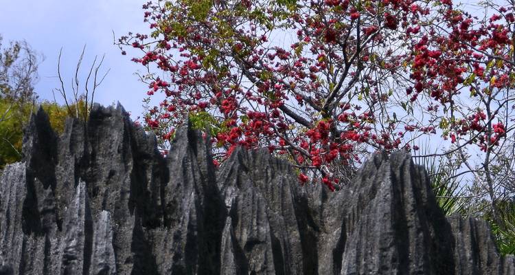 Les pics gris acérés de tsingy contrastaient avec les branches rouges d'arbres en fleurs