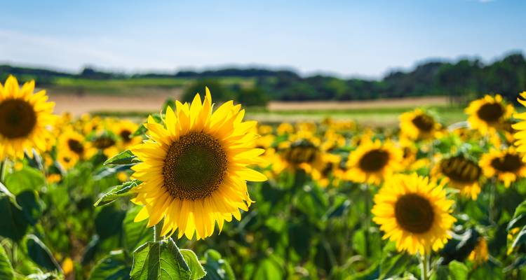 Helder zonnebloemmenveld dat zich uitstrekt naar de horizon op een heldere zomerdag