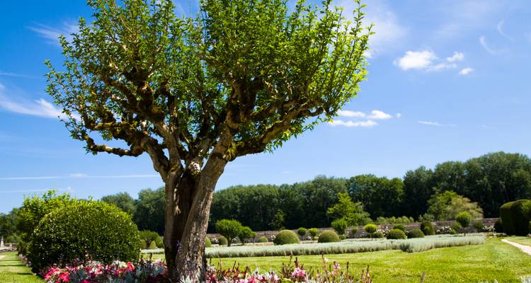 Verzorgde tuin met bloembedden, geknipte struiken en een eenzame gesnoeide boom