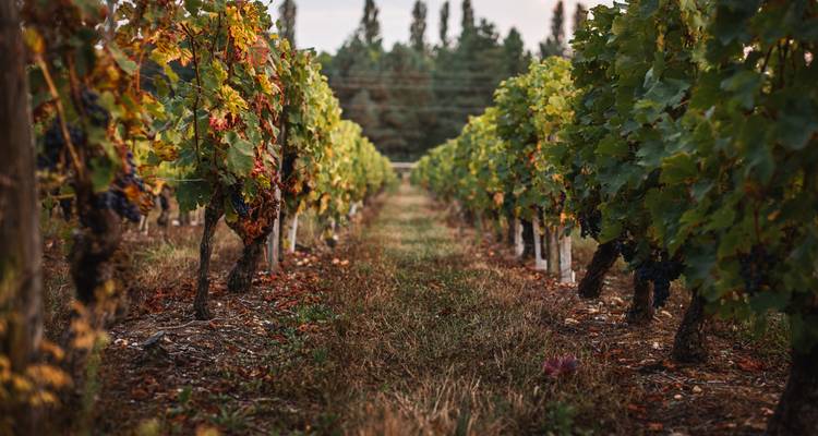 Rijen wijnstokken in een herfstwijngaard met rijke herfstkleuren