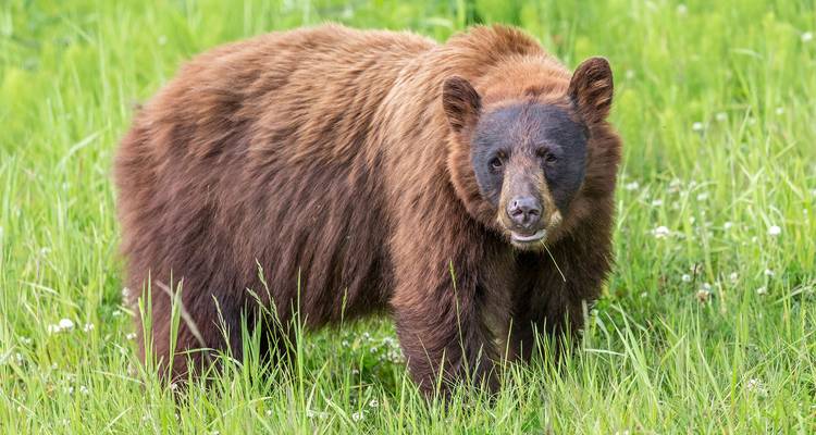 Un ours brun-noir se tient en alerte dans une prairie verdoyante parsemée de fleurs sauvages.