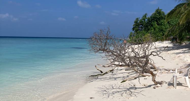 Lagon turquoise tranquille et plage blanche avec des branches d'arbres blanchies par le soleil au premier plan.