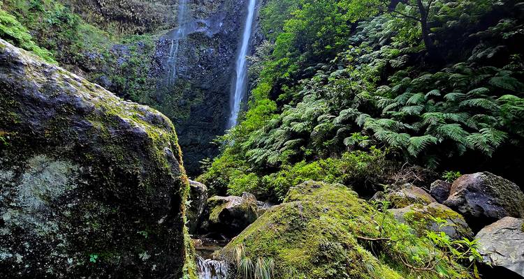 Des rochers couverts de mousse et des fougères luxuriantes encadrent une cascade élancée au coeur de la forêt.