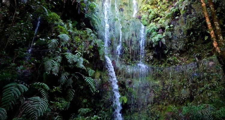 Une délicate cascade multi-étages se déverse sur des parois rocheuses couvertes de fougères dans une gorge ombragée.