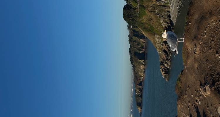 Seagull standing on a cliff edge overlooking a sweeping blue coastline and distant headlands.