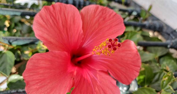 Gros plan d'une fleur d'hibiscus rouge vibrant avec des étamines détaillées sur un fond de feuillage.