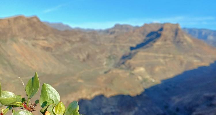 Feuille rapprochée au foyer avec des montagnes lointaines floues en arrière-plan par une journée ensoleillée.