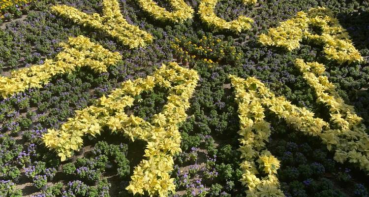Installation florale épelant YUCATAN avec des poinsettias jaunes et des fleurs violettes