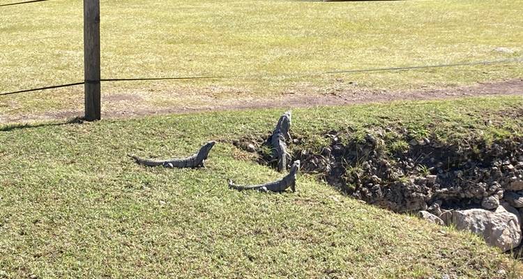 Trois iguanes se prélassant sur un site archéologique herbeux avec un sentier délimité par des cordes