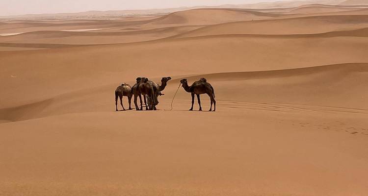 Un petit groupe de chameaux attachés se tient sur une vaste mer de dunes de sable ondulantes.