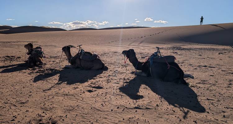 Tres camellos ensillados descansando en la arena del desierto con un viajero solitario en la cima de una duna lejana