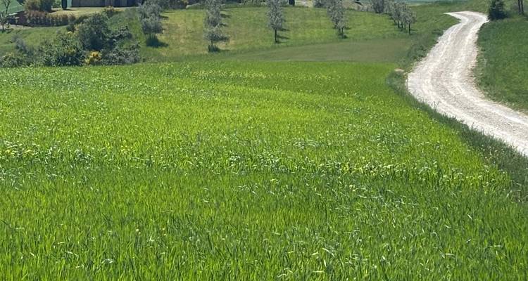 Chemin agricole en gravier serpentant à travers un champ vert éclatant sous un ciel dégagé