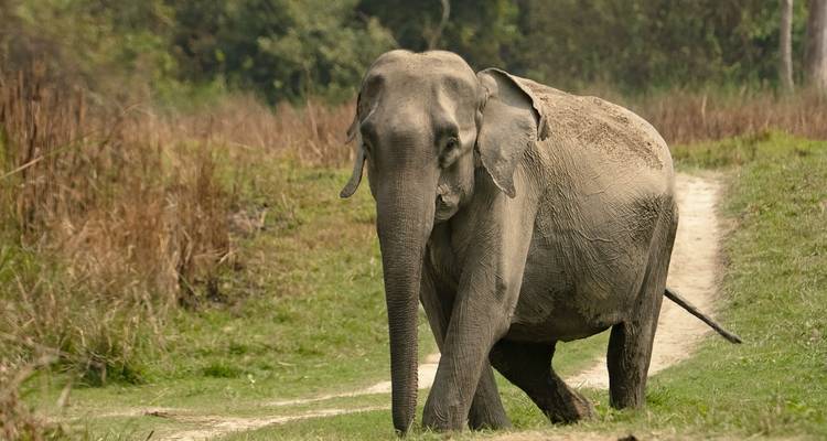 Ein großer asiatischer Elefant geht entlang einer grasbewachsenen Erdstraße in einem üppigen Reservat.