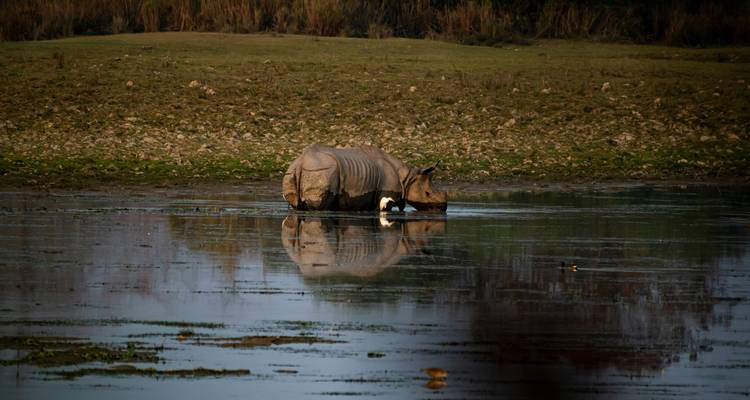 Ein einzelnes einhörniges Nashorn steht in einem flachen Feuchtgebiet, wobei sein Körper und die umliegenden Schilfe sich auf der stillen Wasserfläche spiegeln.