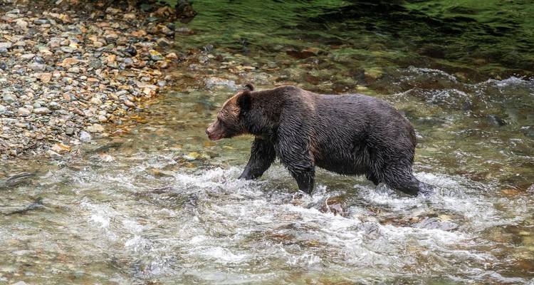 Ein brauner Bär watet durch einen flachen, schnell fließenden Bach, der von Kieselsteinen umgeben ist.