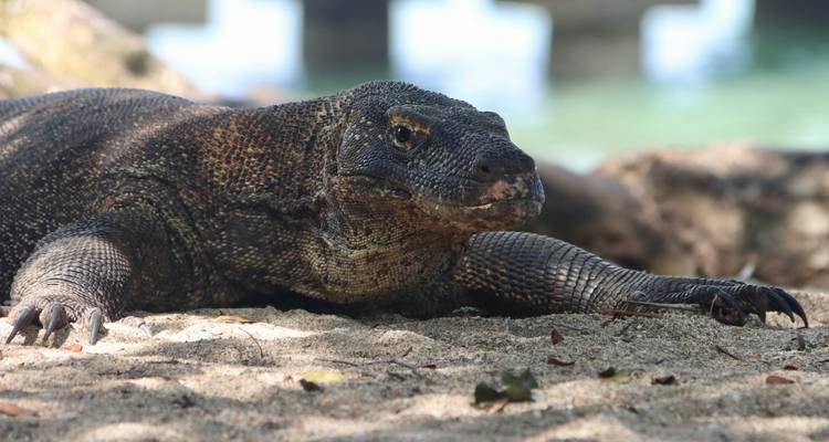 Gros plan d'un dragon de Komodo se reposant sur un sol sablonneux avec la mer turquoise floue en arrière-plan.