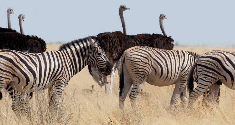 Les zèbres paissent parmi les hautes herbes dorées tandis que les autruches marchent derrière eux dans une savane ouverte.