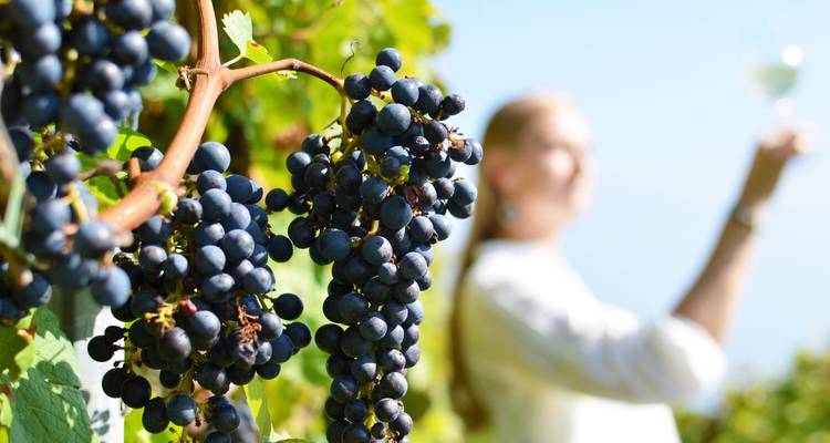 Raisins mûrissant sur la vigne avec une femme floue portant un toast avec du vin blanc en arrière-plan.