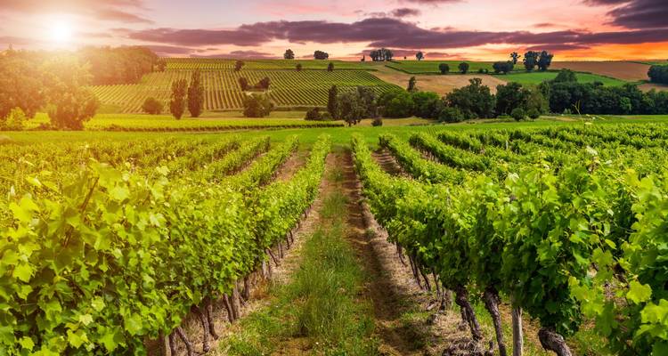 Des rangées infinies de vignes vertes s'étendant à travers la campagne vallonnée au coucher de soleil coloré.