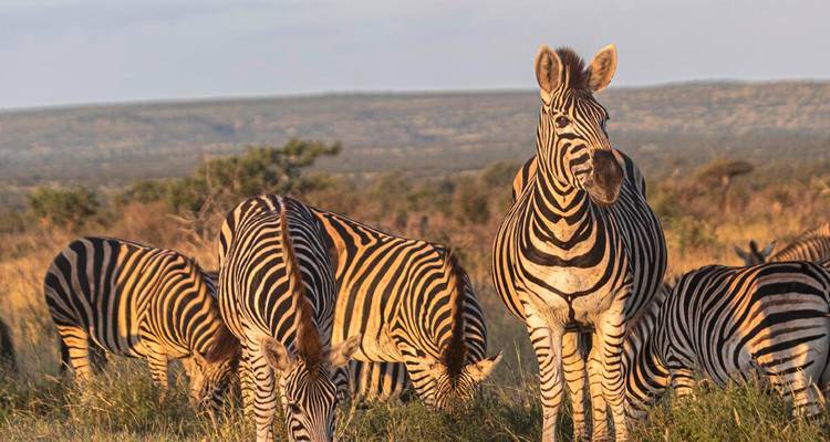 Gruppe von Zebras, die in der sonnigen Savanne grasen, mit fernem Plateau im Hintergrund.