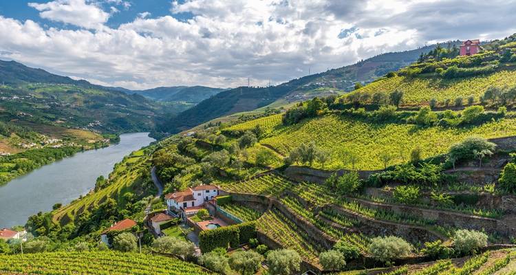 Die Terrassenweinberge erstrecken sich in Kaskaden die grünen Hänge des Douro-Tals neben dem sich windenden Fluss hinab.