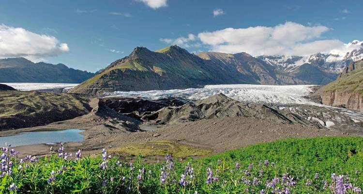 Wildblumenwiese mit Blick auf eine dramatische Gletscherzunge, umgeben von zerklüfteten Gipfeln in Skaftafell.