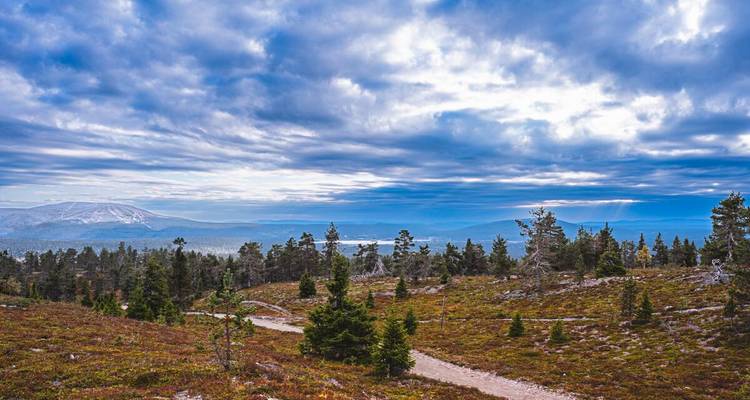 Weite Lapland-Tundra-Landschaft mit vereinzelten Kiefern, felsigem Pfad und sanften Hügeln unter einem dramatischen, bewölkten Himmel.